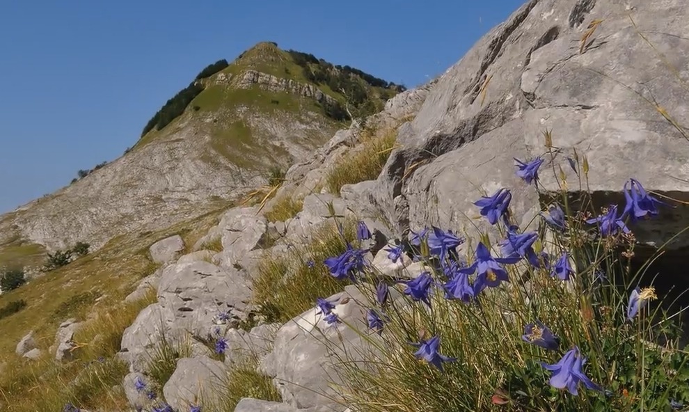 Цветы Альпийских гор - Aquilegia bertolonii Schott - Аквилегия Бертолони Aquilegia bertolonii Schott