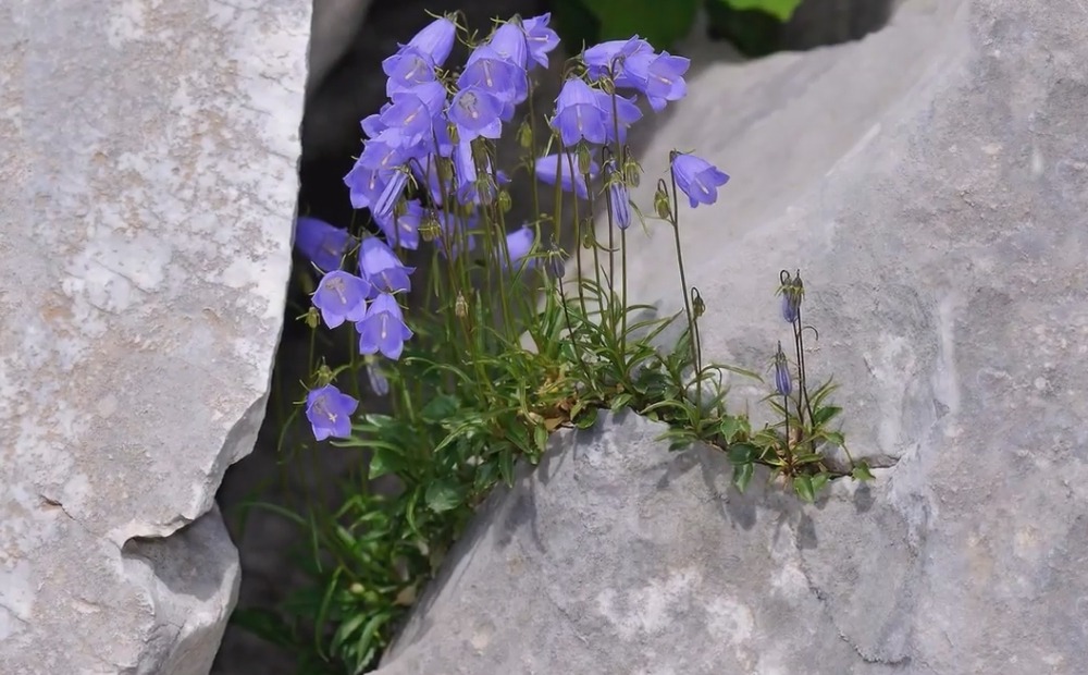 Цветы Альпийских гор - Campanula cochleariifolia Lam - Колокольчик ложечницелистный Campanula cochleariifolia Lam