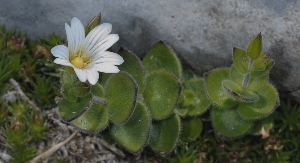 Цветы Альпийских гор - Arenaria bertolonii Fiori - Песчанка, Аренария Arenaria bertolonii Fiori