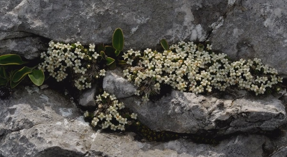 Цветы Альпийских гор - Galium palaeoitalicum Ehrend - Galium palaeoitalicum Ehrend