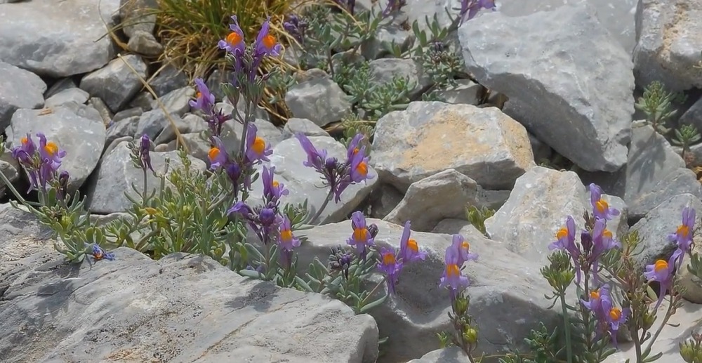 Цветы Альпийских гор - Linaria alpina Miller - Льнянка альпийская Linaria alpina Miller