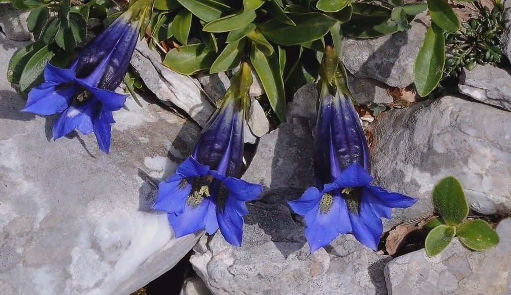 Цветы Альпийских гор - Gentiana clusii Perr et Songeon - Горечавка Клуси Gentiana clusii Perr et Songeon