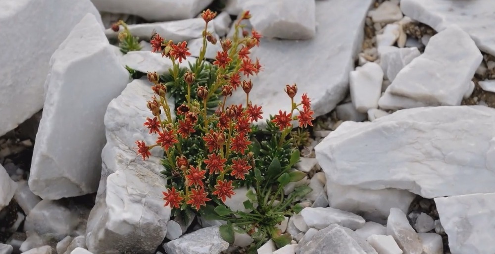Цветы Альпийских гор - Saxifraga aizoides - Камнеломка жестколистная Saxifraga aizoides