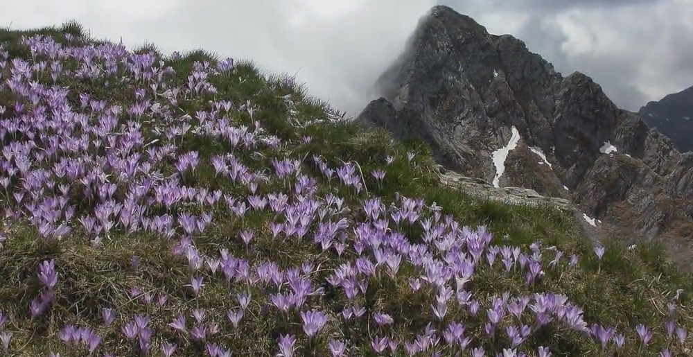 Цветы Альпийских гор - Crocus vernus - Крокус весенний Crocus vernus