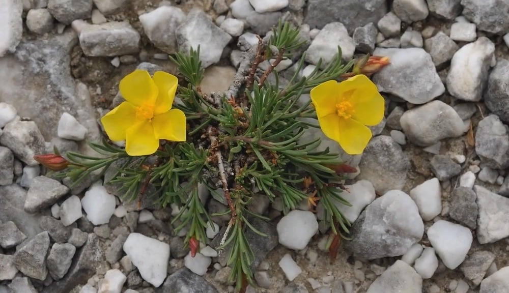 Цветы Альпийских гор - Fumana procumbens - Фумана лежачая Fumana procumbens
