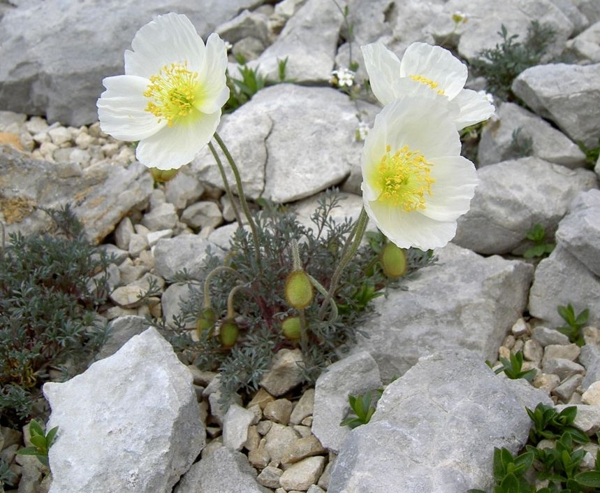Альпийская горка преподносит взору альпийский мак Альпийская горка преподносит взору альпийский мак