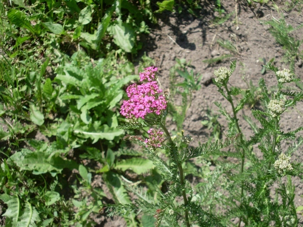 Achillea (тысячелистник) Achillea (тысячелистник)