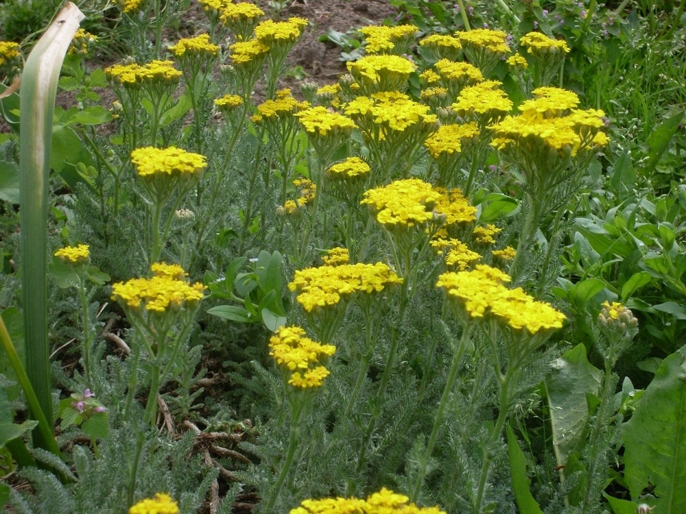 Achillea (тысячелистник) Achillea (тысячелистник)