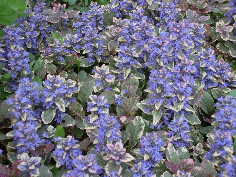 Ajuga (живучка) Ajuga (живучка)