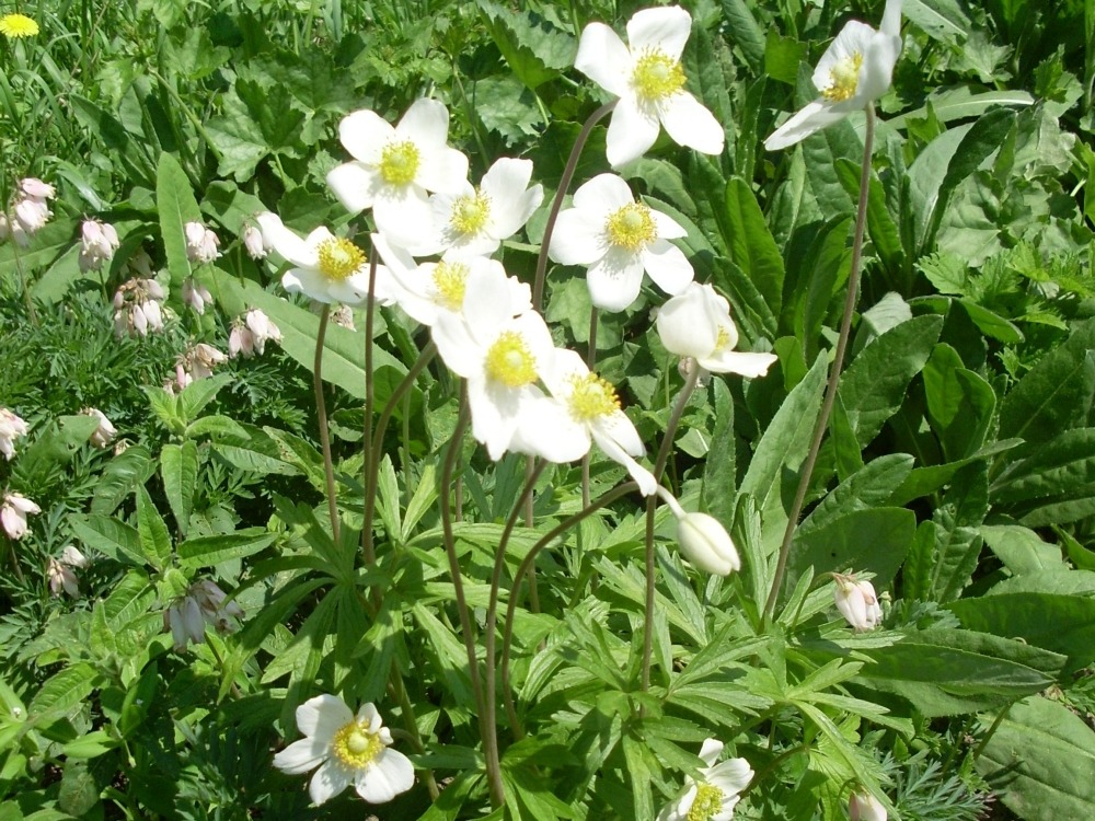 Anemone (анемона) Anemone (анемона)