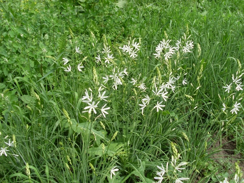 Anthericum (антерикум) Anthericum (антерикум)