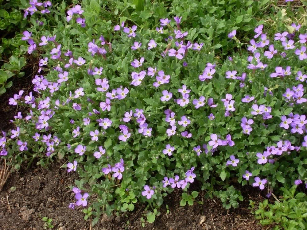 Aubrieta (обриета) Aubrieta (обриета)