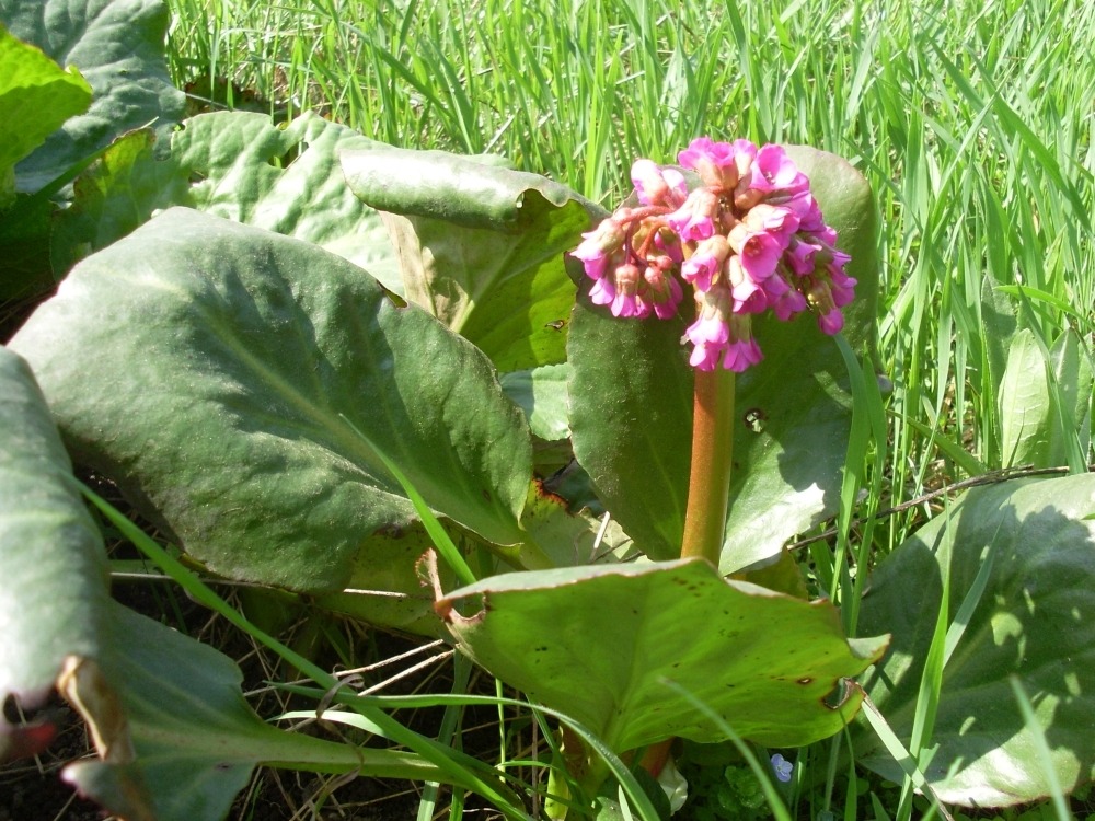 Bergenia (бадан) Bergenia (бадан)