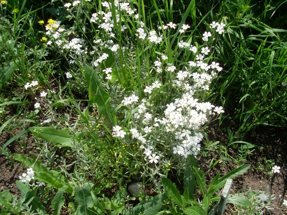 Cerastium (ясколка) Cerastium (ясколка)