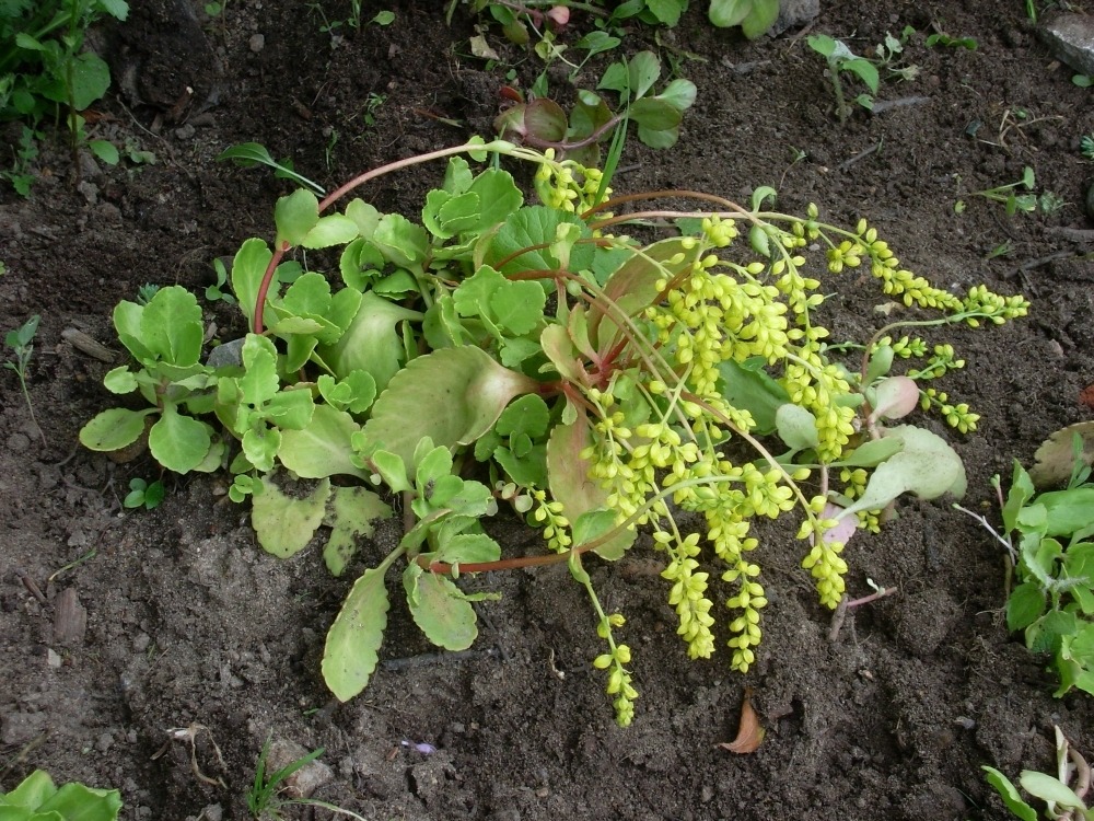 Chiasthophillum (хиастофиллум) Chiasthophillum (хиастофиллум)