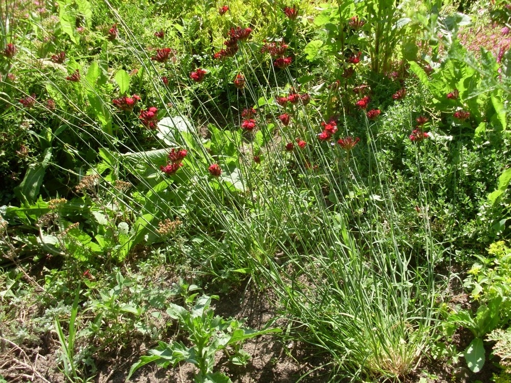 Dianthus (гвоздика) Dianthus (гвоздика)