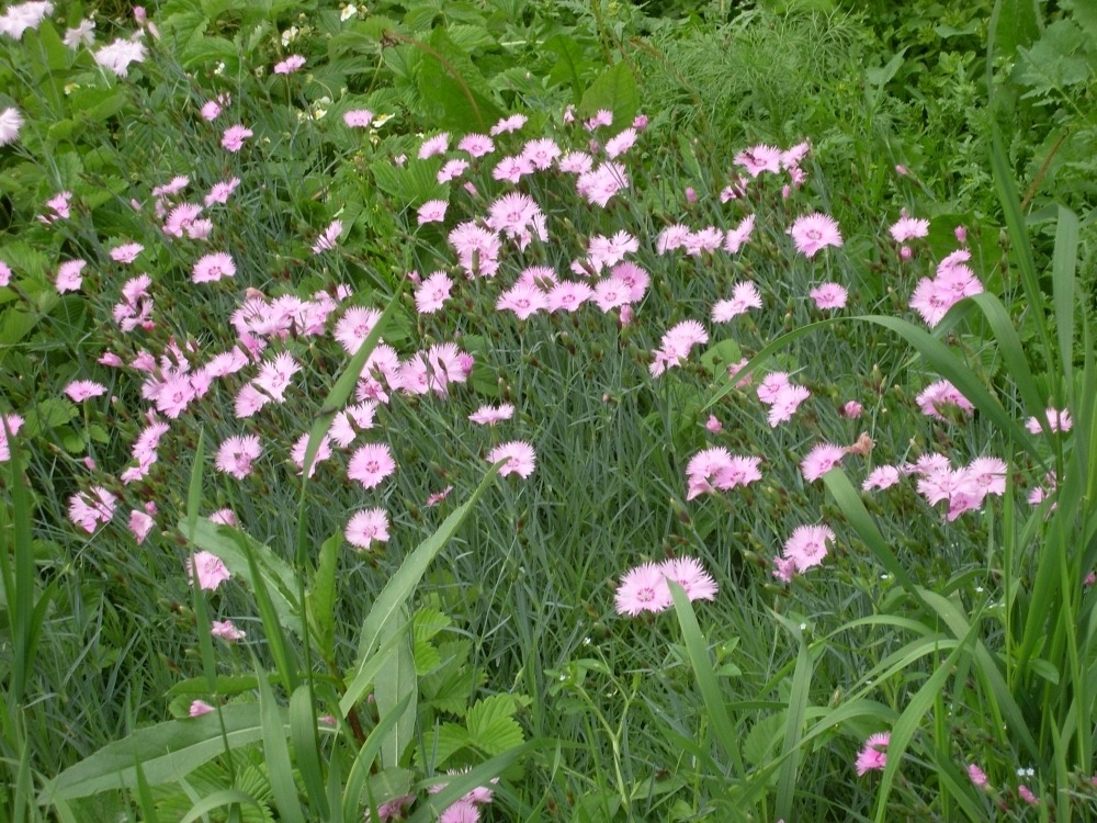 Dianthus (гвоздика) Dianthus (гвоздика)