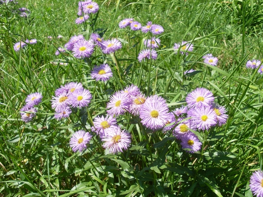 Erigeron (мелколепестник) Erigeron (мелколепестник)