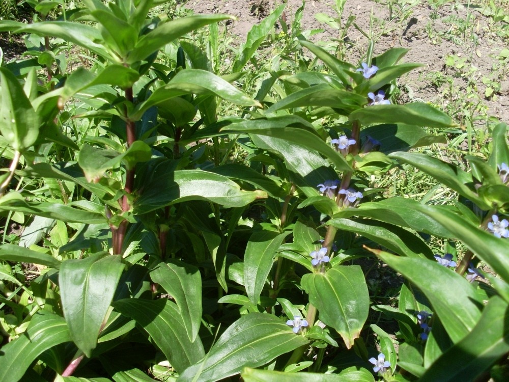 Gentiana (горечавка) Gentiana (горечавка)