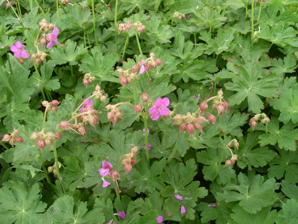 Geranium (герань) Geranium (герань)