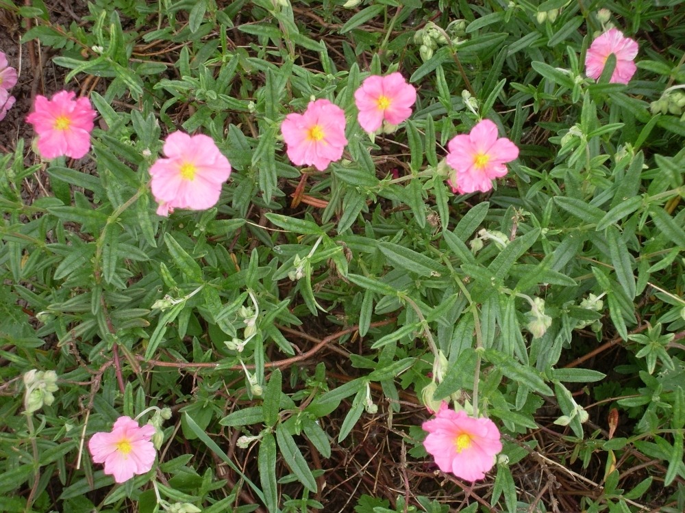 Helianthemum Helianthemum (солнцецвет)