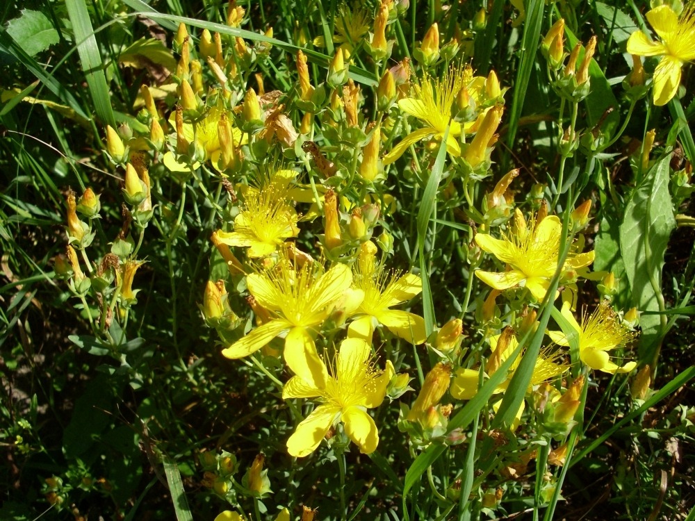 Hypericum (зверобой) Hypericum (зверобой)