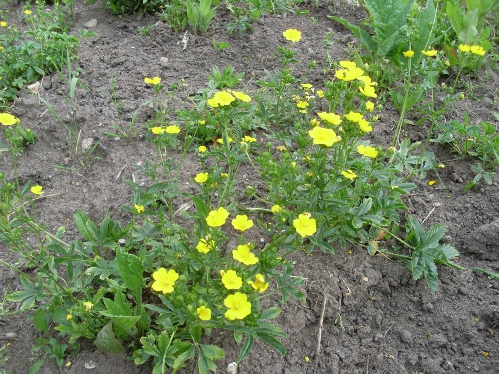 Potentilla (лапчатка) Potentilla (лапчатка)