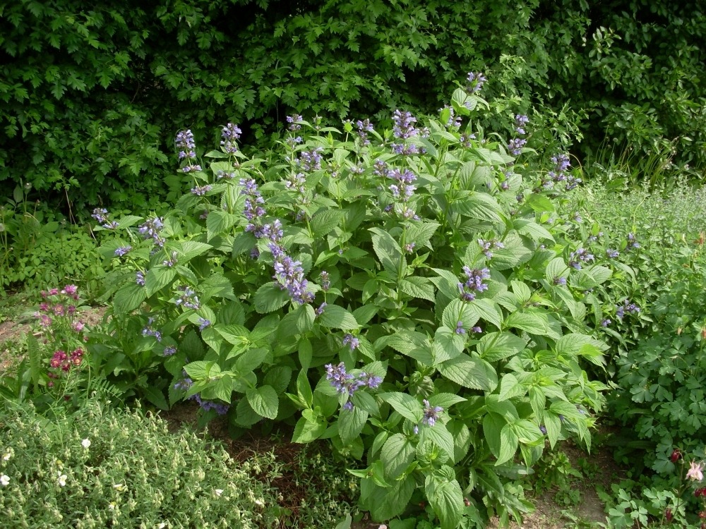 Nepeta (котовник) Nepeta (котовник)