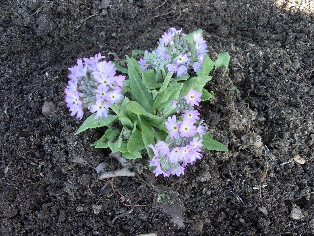 Primula (примула) Primula (примула)