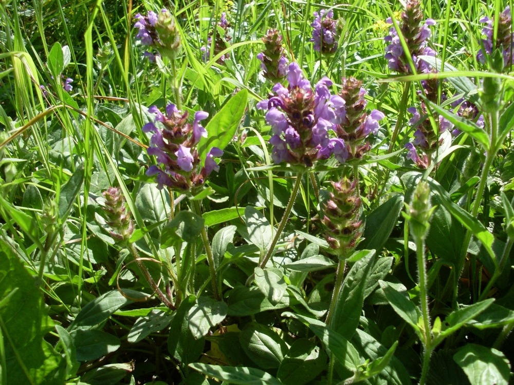 Prunella (черноголовка) Prunella (черноголовка)