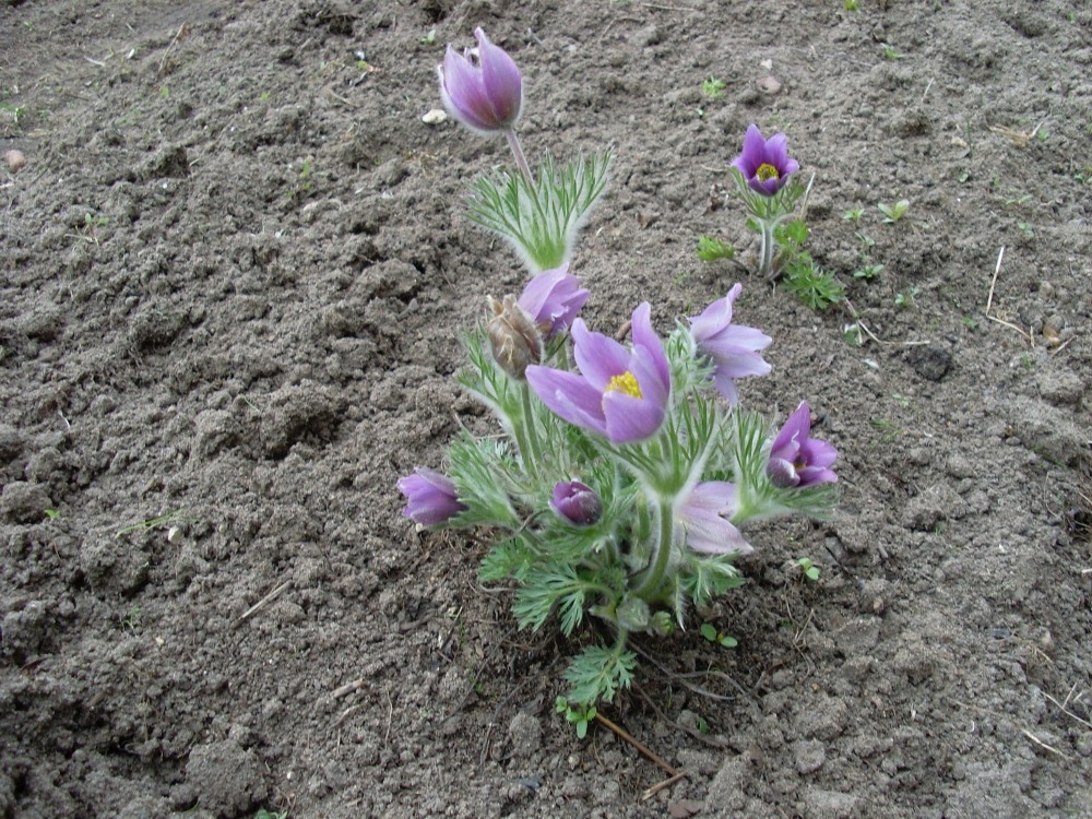 Pulsatilla (сон-трава) Pulsatilla (сон-трава)