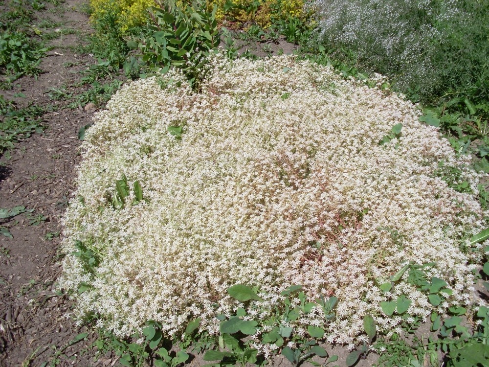 Sedum (седум) Sedum (седум)