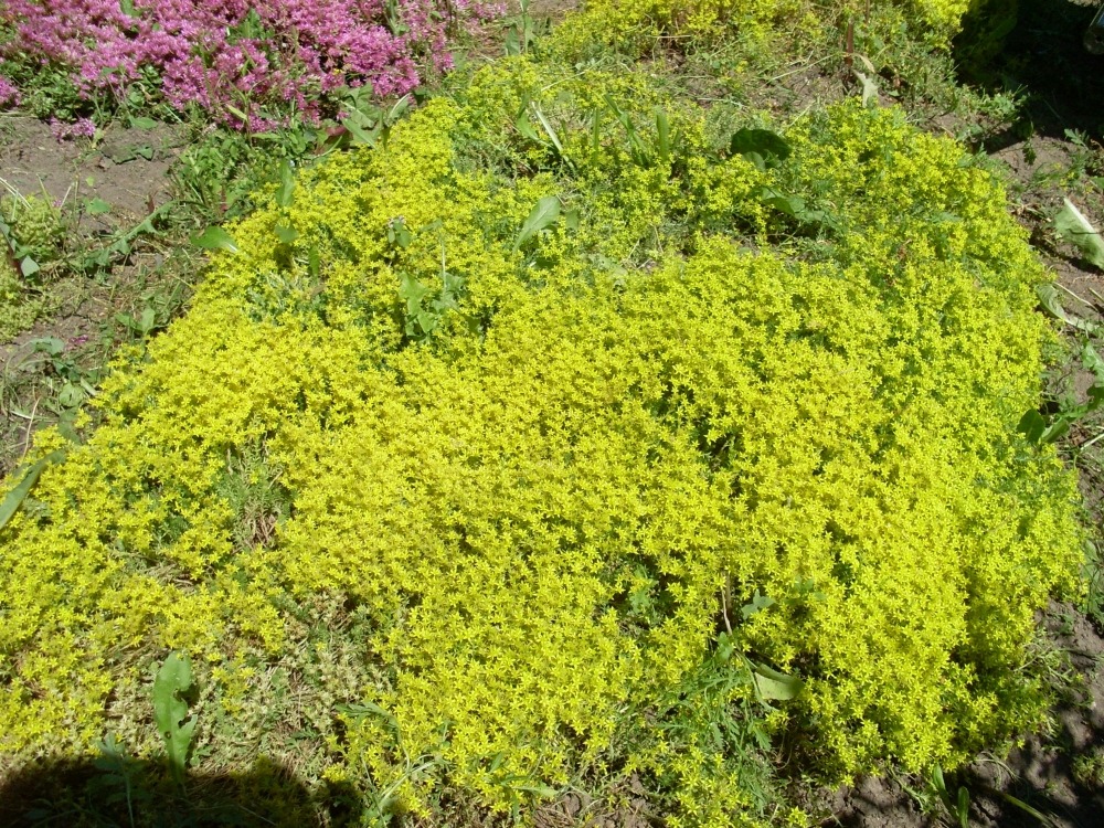 Sedum (седум) Sedum (седум)