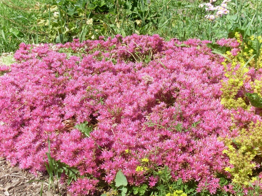 Sedum (седум) Sedum (седум)