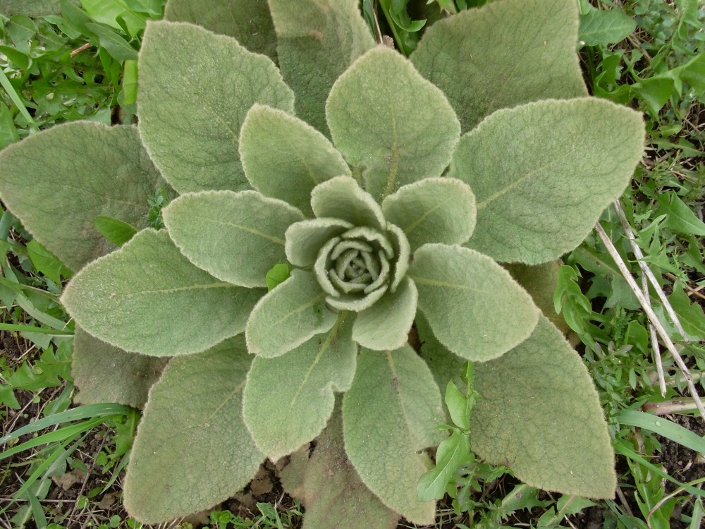 Verbascum (коровяк альпийский) Verbascum (коровяк альпийский)