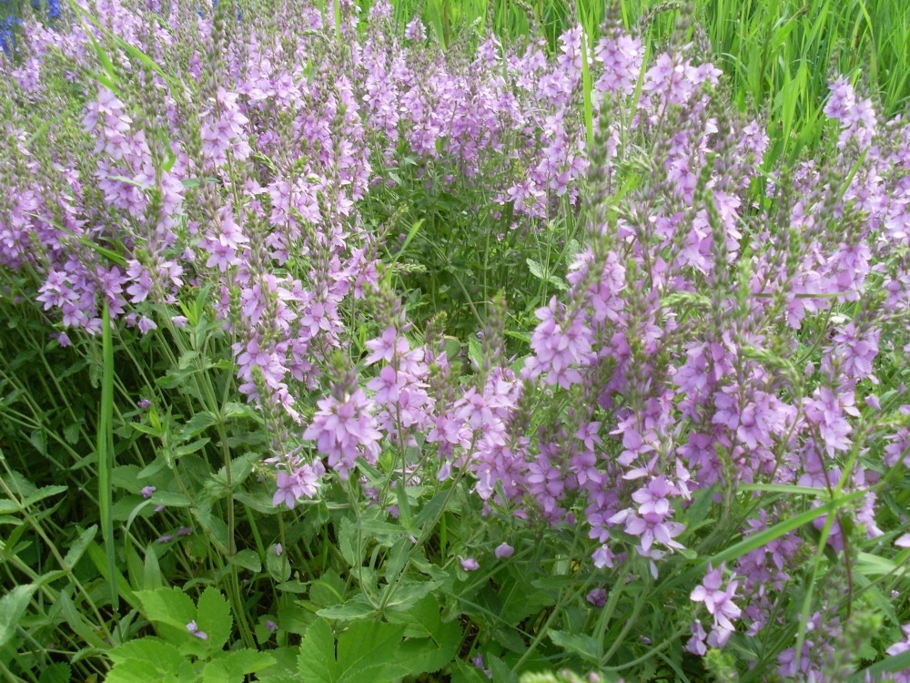 Veronica (вероника) Veronica (вероника)