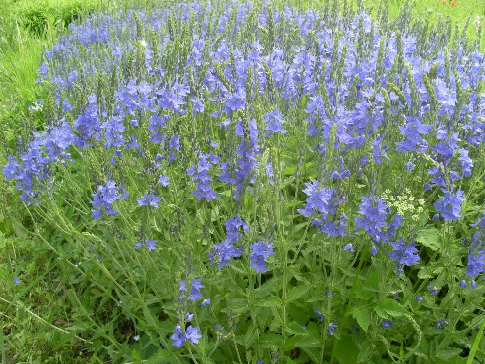 Veronica (вероника) Veronica (вероника)