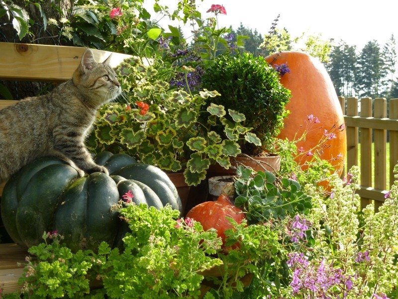 Декоративный огород