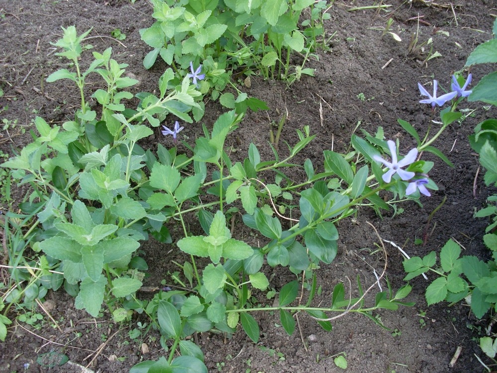 Vinca herbacea (барвинок травянистый) Vinca herbacea (барвинок травянистый)
