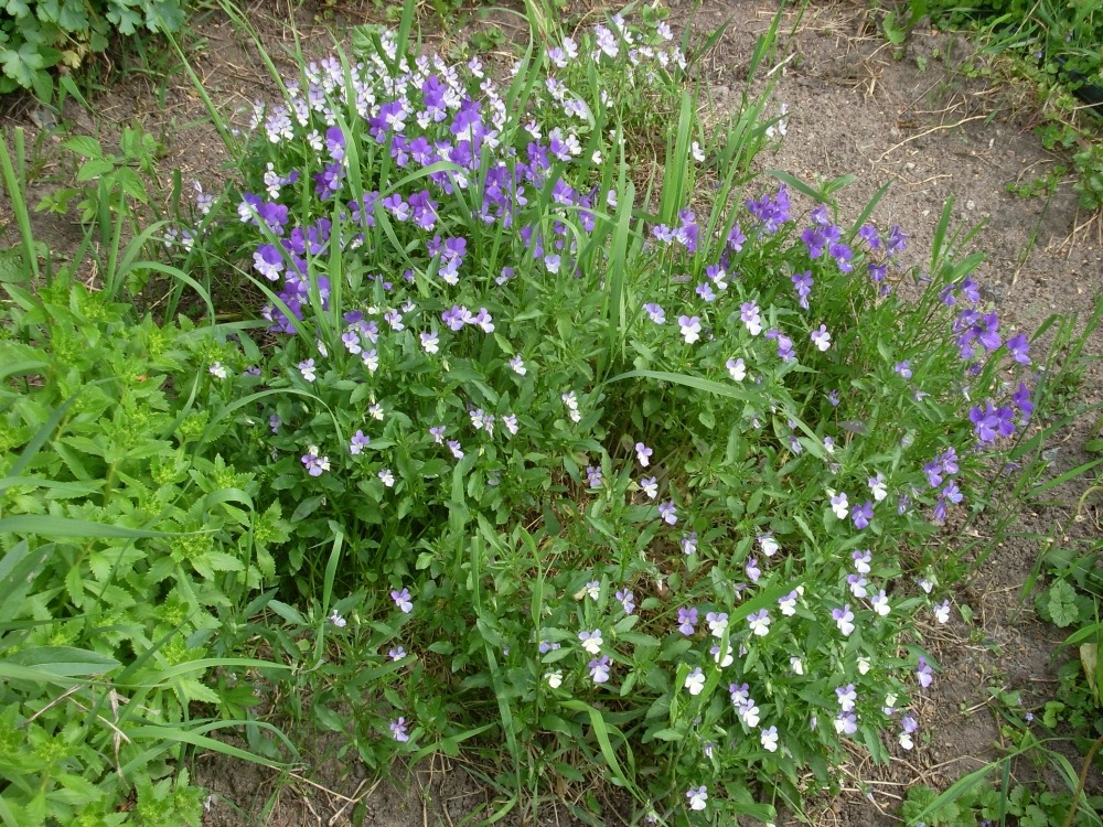 Viola cornuta (фиалка рогатая) Viola cornuta (фиалка рогатая)