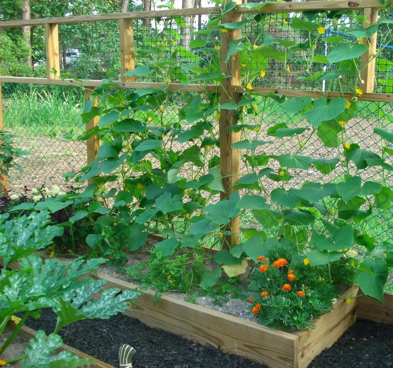 Декоративный огород