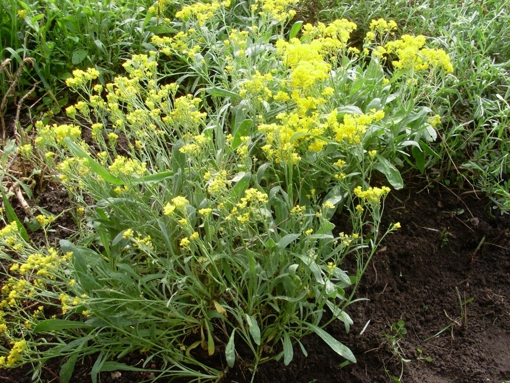 Alyssum saxsatile (алиссум скальный) Alyssum saxsatile (алиссум скальный)