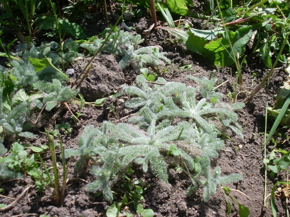 Achillea tomentosa (тысячелистник войлочный) Achillea tomentosa (тысячелистник войлочный)