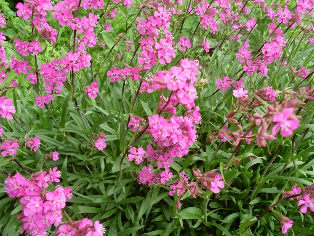 Viscaria vulgaris Splendens (смолка обыкновенная) Viscaria vulgaris Splendens (смолка обыкновенная)