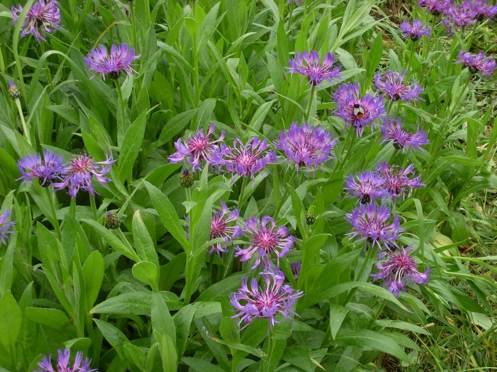 Centaurea montana (василёк горный) Centaurea montana (василёк горный)