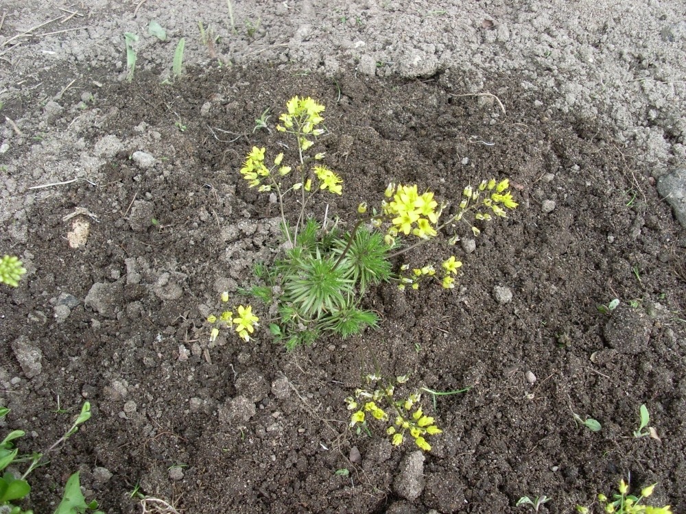 Draba aizoides (драба вечнозелёная) Draba aizoides (драба вечнозелёная)