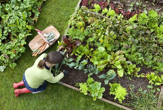 Декоративный огород