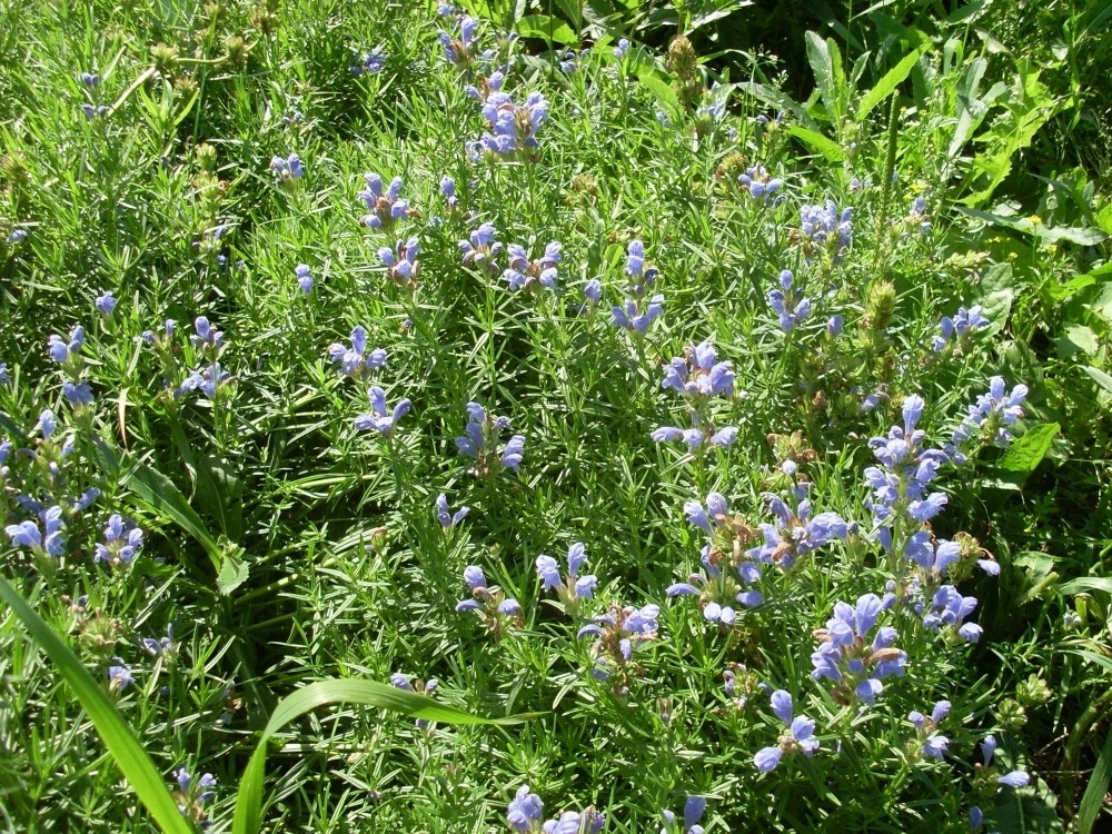 Dracocephalum ruyschianum (змееголовник Руйша) Dracocephalum ruyschianum (змееголовник Руйша)