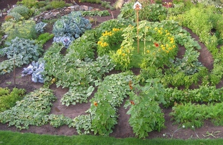 Декоративный огород