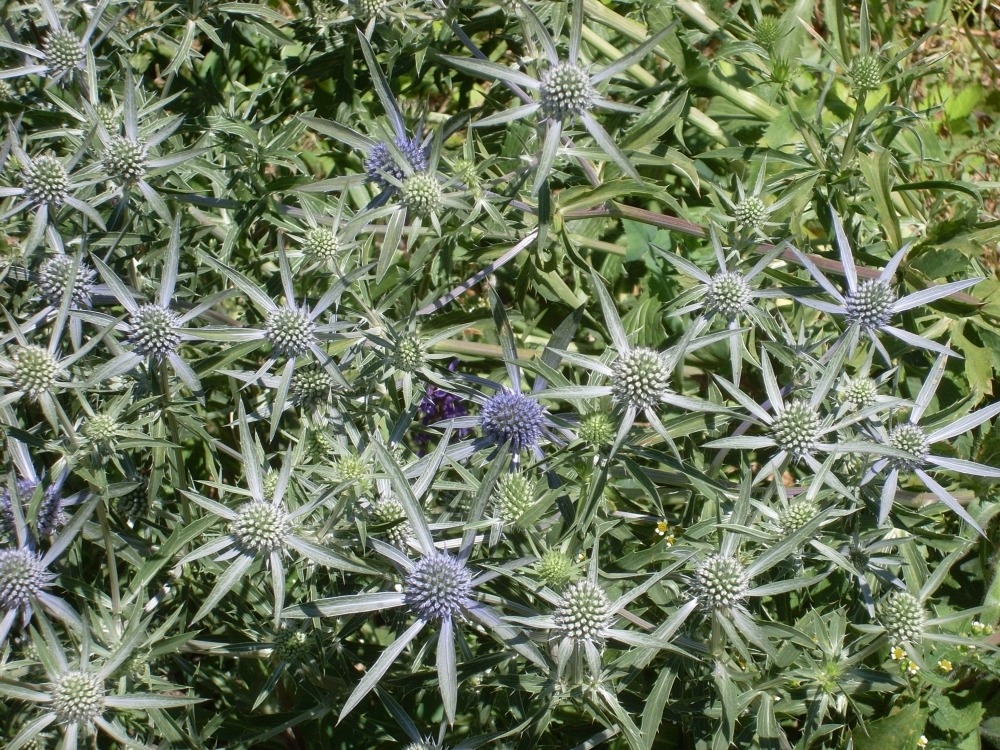 Eryngium amethystinum (синеголовник аметистовый) Eryngium amethystinum (синеголовник аметистовый)